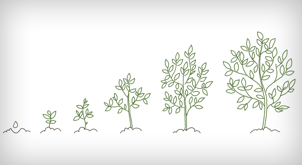 Six hand-drawn plants growing from seed to a flourishing tree